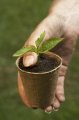 Jiffy Rašelinový květináč 6cm - pro snadné, rychlé a zdravé předpěstování rostlin