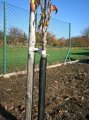 Ochrana stromu samosvorná 11x80cm -  k ochraně kmenů listnatých stromků před okusem zvěří