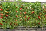 Podpůrná síť Marnet 1,2x10m - pro pěstování zeleniny a květin