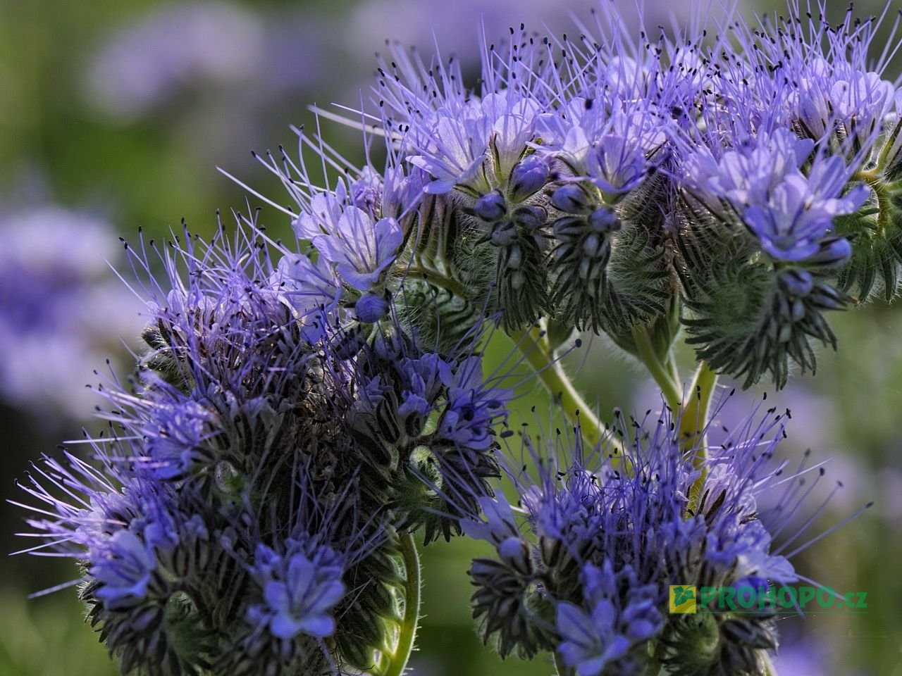 OSEVA UNI Svazenka 5kg - uznané certifikované osivo pro zelené hnojení