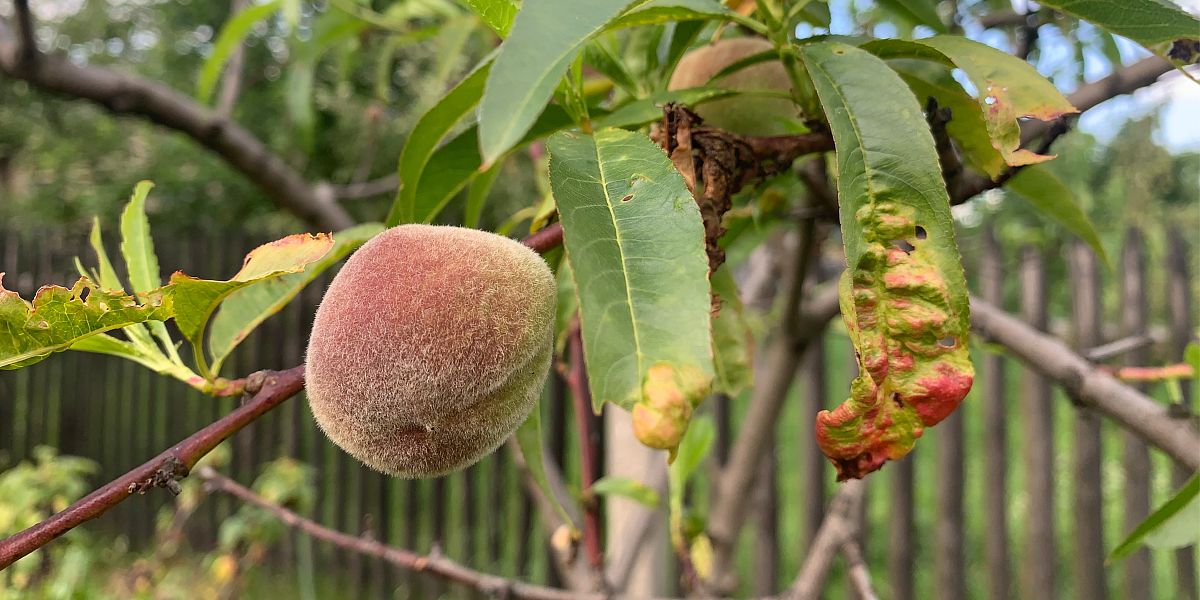 Kadeřavost broskvoní: Kdy stříkat a jak ochránit úrodu