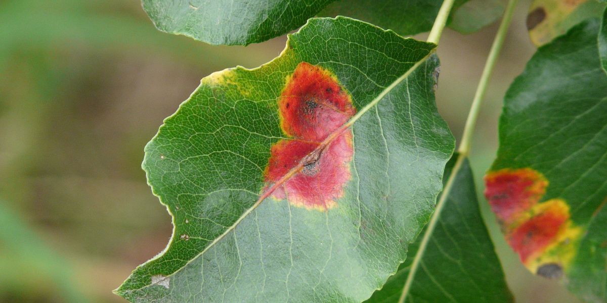 Rez hrušňová, strupovitost a padlí: Kdy stříkat jabloně a hrušně na jaře?