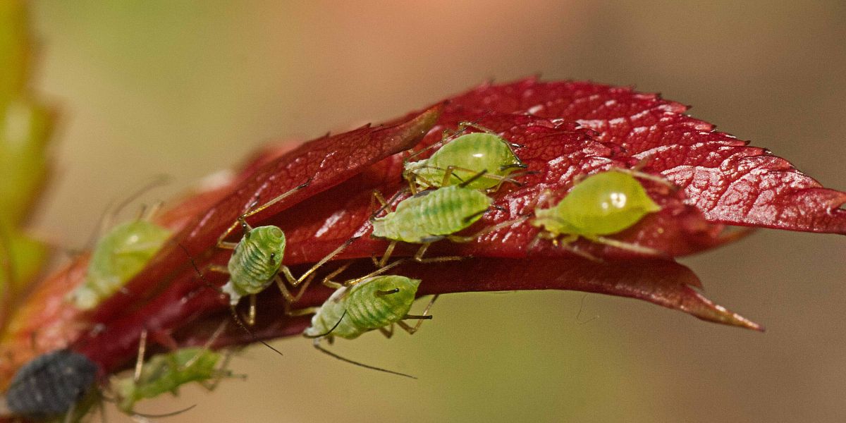 Jak na škůdce bez chemie: Siltac EC jako účinný postřik proti mšicím, sviluškám a dalším škůdcům
