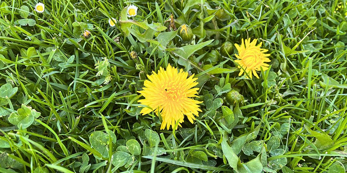 Hubení plevelů na zahradě: jak vybrat správný herbicid a kdy ho použít?

