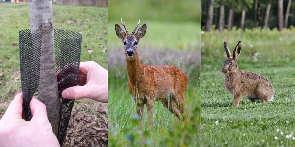 Jak ochránit stromy před okusem a ohryzem zvěří? Praktický návod