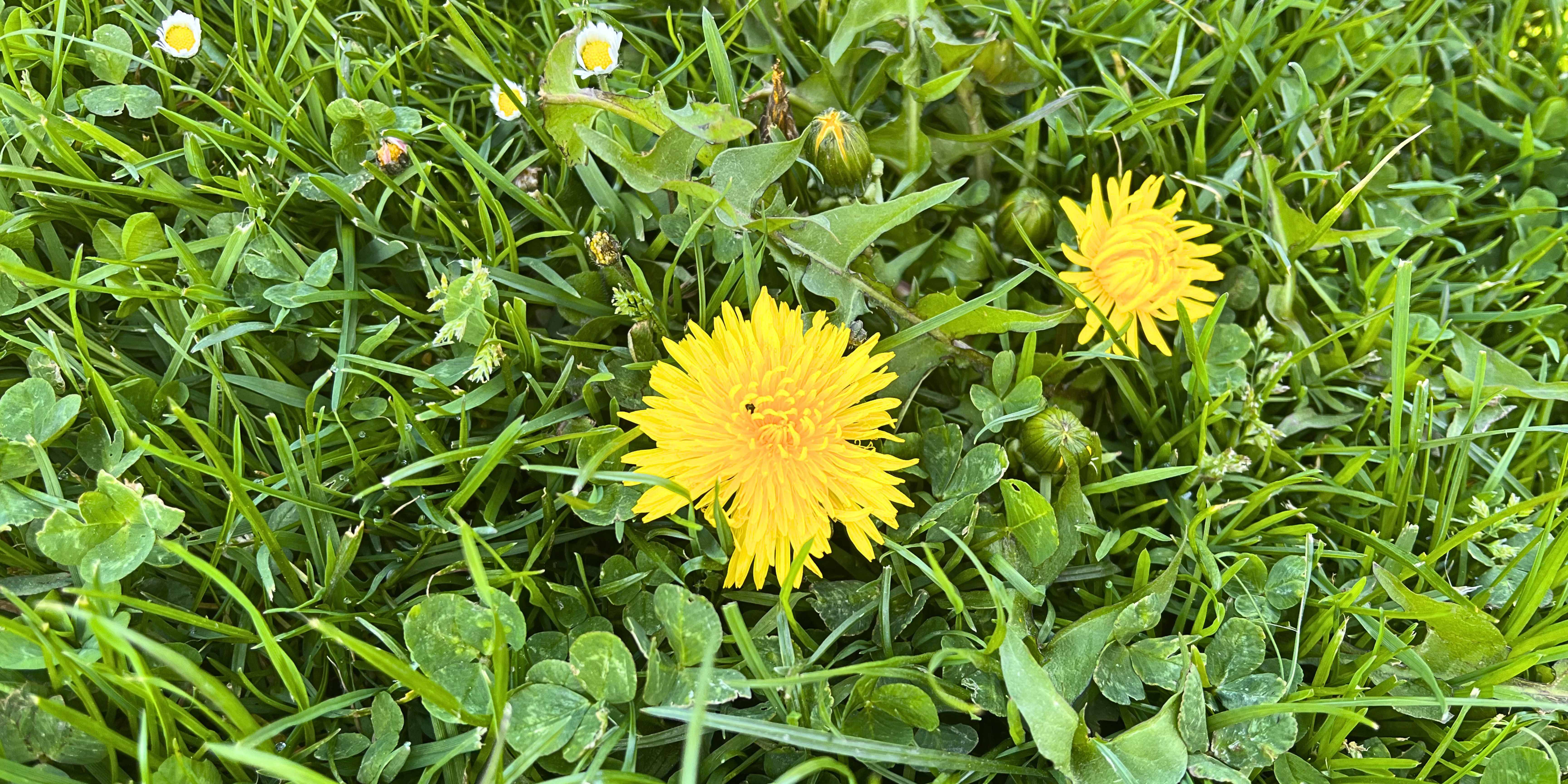 hubení plevelů v trávníku