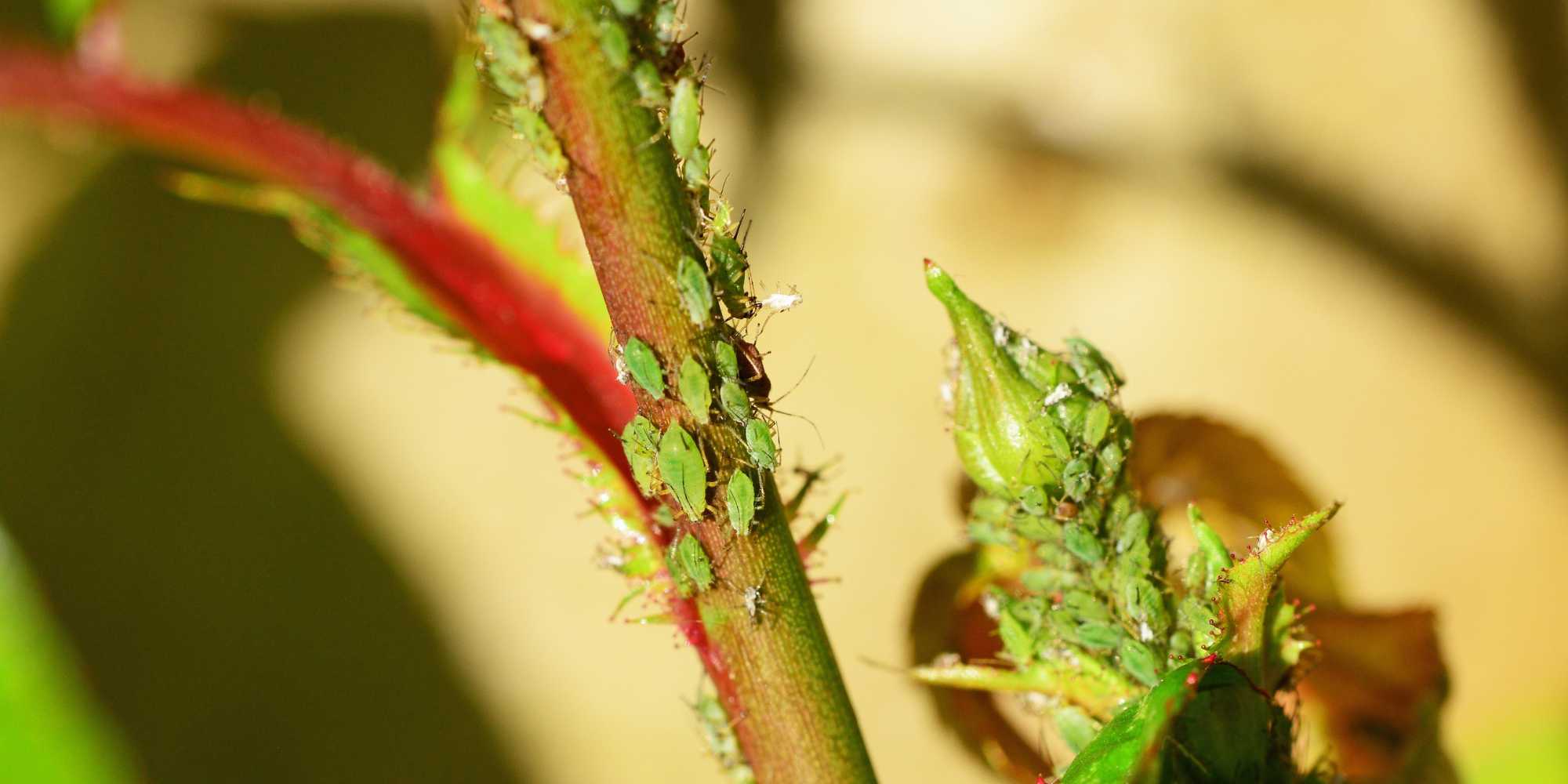 Mšice na růžích-Siltac EC