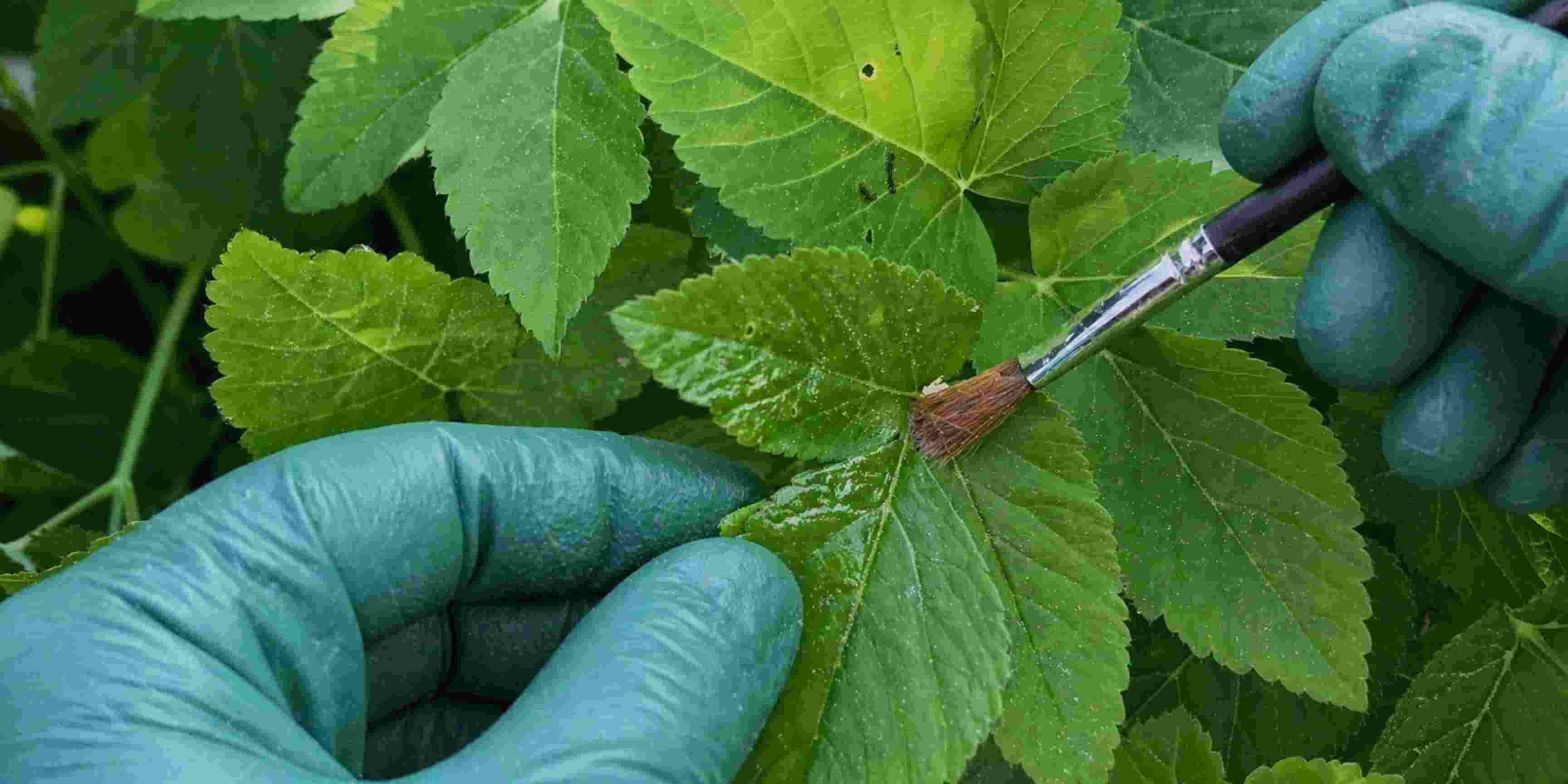 nátěr listů plevele