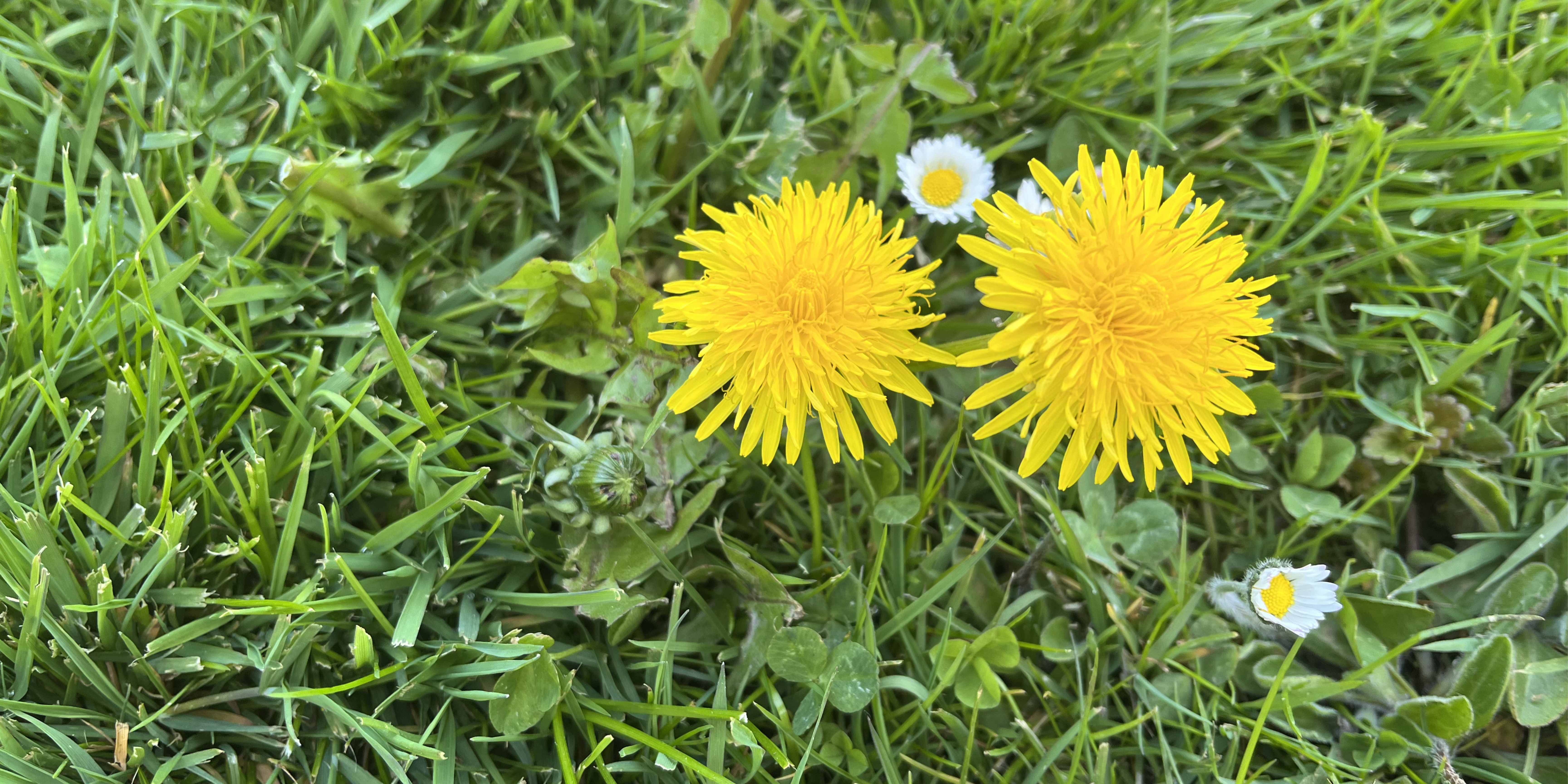 pampeliška a sedmikráska