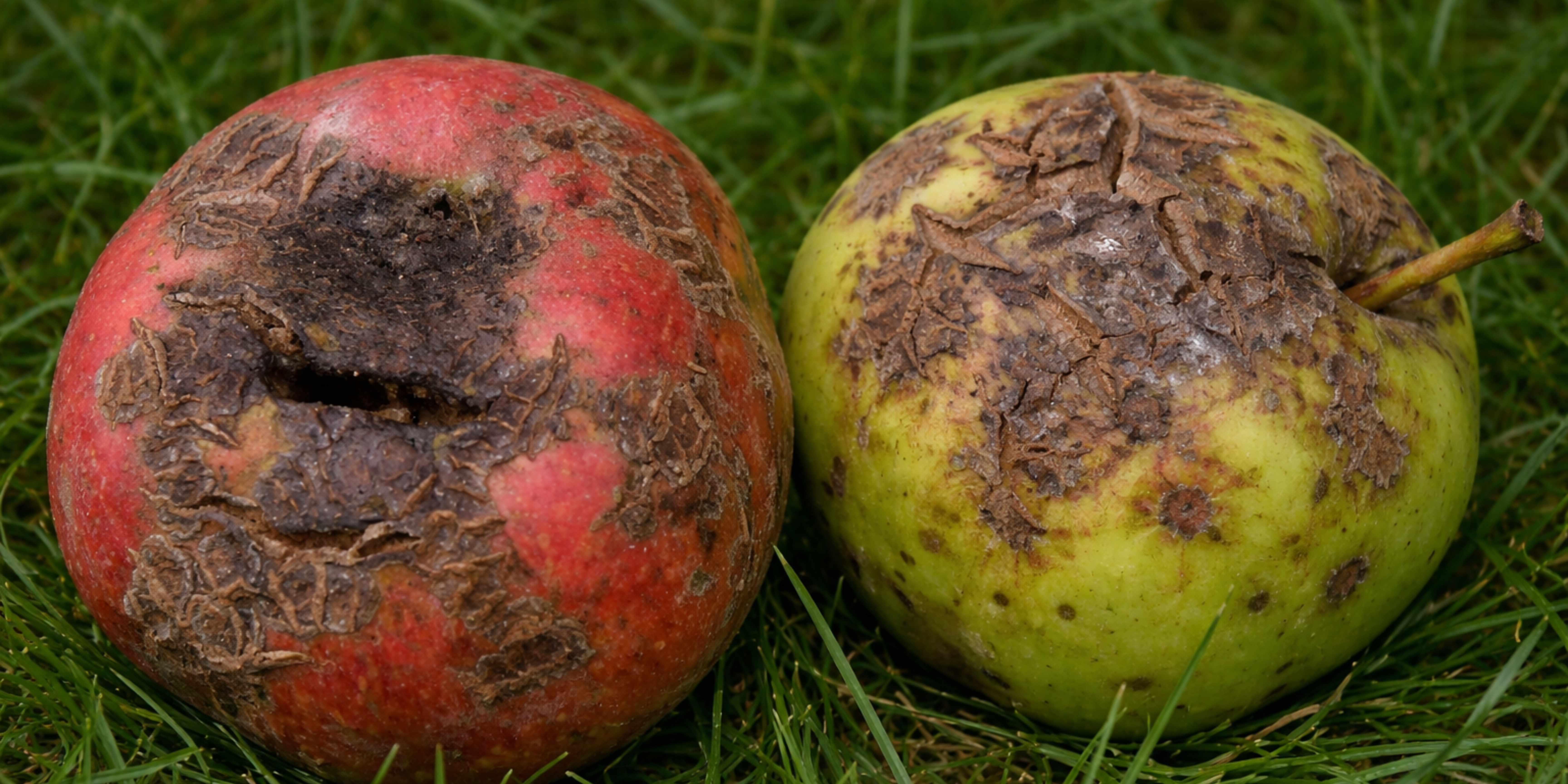 strupovitost jabloní