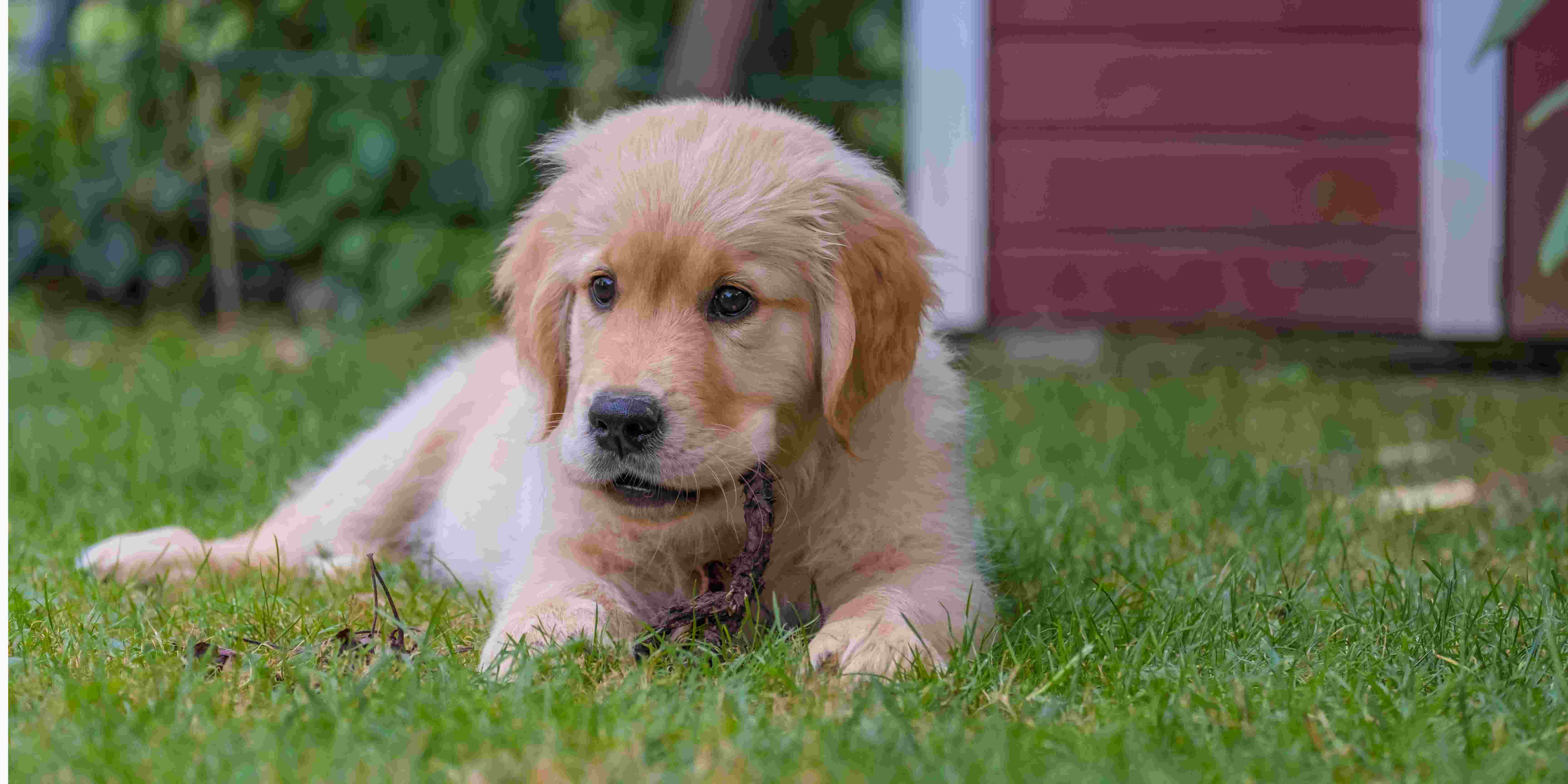 vstup na trávník pro psy