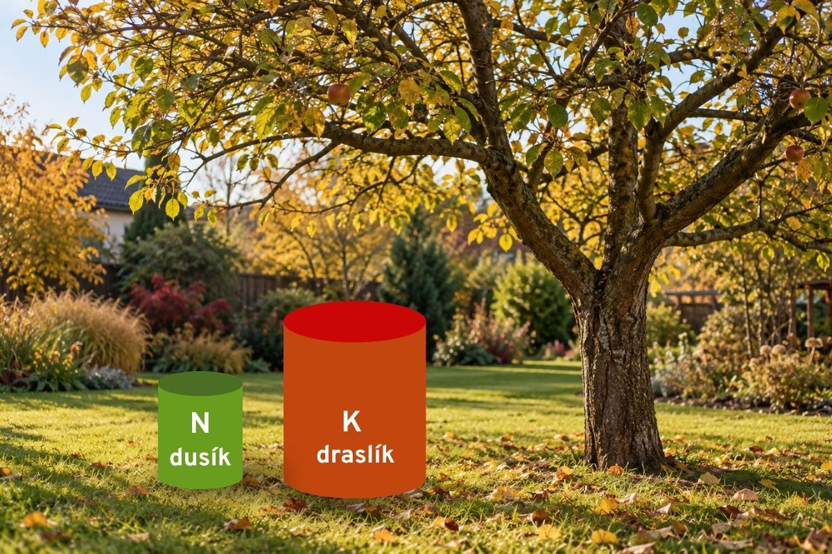Draslík a dusík na podzim ve výživě rostlin