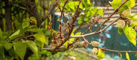 Spála meruněk - postřik 1x na začátku a 1x na konci kvetení