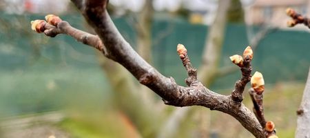 Postřik peckovin a rybízu proti přezimujícím škůdcům - před kvetením!