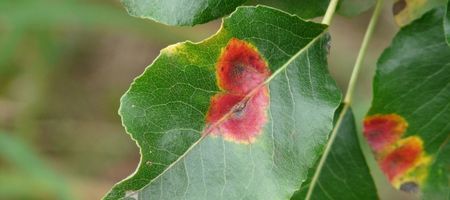 Rez hrušňová, strupovitost a padlí: Kdy ošetřit jabloně a hrušně v dubnu?