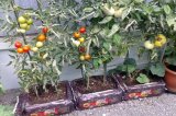 FLORIA Substrát pro rajčata a papriky 40l - "otoč a sázej"