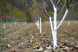 FORESTINA Zdravá zahrada - bílý nátěr na kmeny 1kg