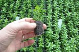 Jiffy Rašelinová tableta 30mm Jiffy7 se síťkou - pro snadné, rychlé a zdravé předpěstování rostlin