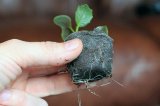 Jiffy Rašelinová tableta 38mm Jiffy7 se síťkou - pro snadné, rychlé a zdravé předpěstování rostlin