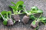 Jiffy Rašelinová tableta 38mm Jiffy7 se síťkou - pro snadné, rychlé a zdravé předpěstování rostlin