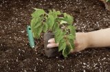 Jiffy Rašelinová tableta 42mm Jiffy7 se síťkou - pro snadné, rychlé a zdravé předpěstování rostlin