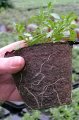 Jiffy Rašelinový květináč 10cm - pro snadné, rychlé a zdravé předpěstování rostlin