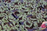 Jiffy Rašelinový květináč 10cm - pro snadné, rychlé a zdravé předpěstování rostlin