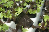 Jiffy Rašelinový květináč 8cm - pro snadné, rychlé a zdravé předpěstování rostlin