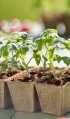 Jiffy Rašelinový sadbovač 6 květináčů 8x8cm - pro snadné, rychlé a zdravé předpěstování rostlin