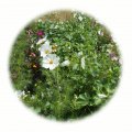 Letničková směs bílá 50g - květinový porost 40-100cm vysoký