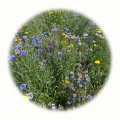 Letničková směs Chambord 50g - květinový porost 60-80cm vysoký
