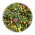 Letničková směs Multicolor 50g - květinový koberec 15-35cm vysoký