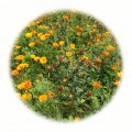 Letničková směs oranžová 50g - květinový porost 40-100cm vysoký