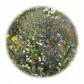Letničková směs Pastell 50g - květinový porost 40-50cm vysoký