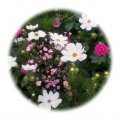 Letničková směs růžová 50g - květinový porost 40-100cm vysoký