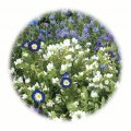 Letničková směs Ultramarin 50g - květinový koberec 20-40cm vysoký