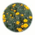 Letničková směs žlutá 50g - květinový porost 40-100cm vysoký