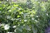 Podpůrná síť Marnet 1,2x10m - pro pěstování zeleniny a květin