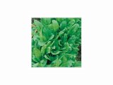SEMO Mangold listový Gator / Perpetual spinach zelený