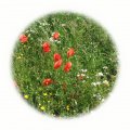 Travobylinná směs Klasik 10kg - klasická travobylinná louka