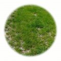 Travobylinná směs Štěrkový trávník s řebříčkem 10kg - směs pro parkovací plochy