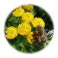 Travobylinná směs Vilík 1kg - medonosná včelí louka