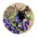 Travobylinná směs Vilík 200g - medonosná včelí louka